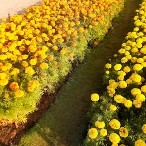 unnamed - 2025-09-02T134941.020