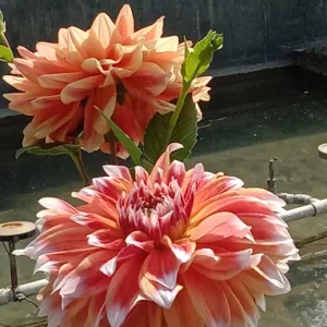 unnamed - 2025-09-02T135022.916